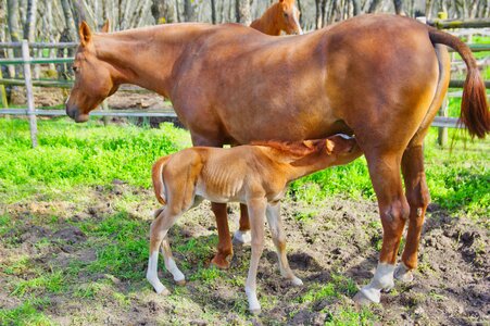 Colt mare horses photo