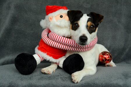 Father christmas ball dog