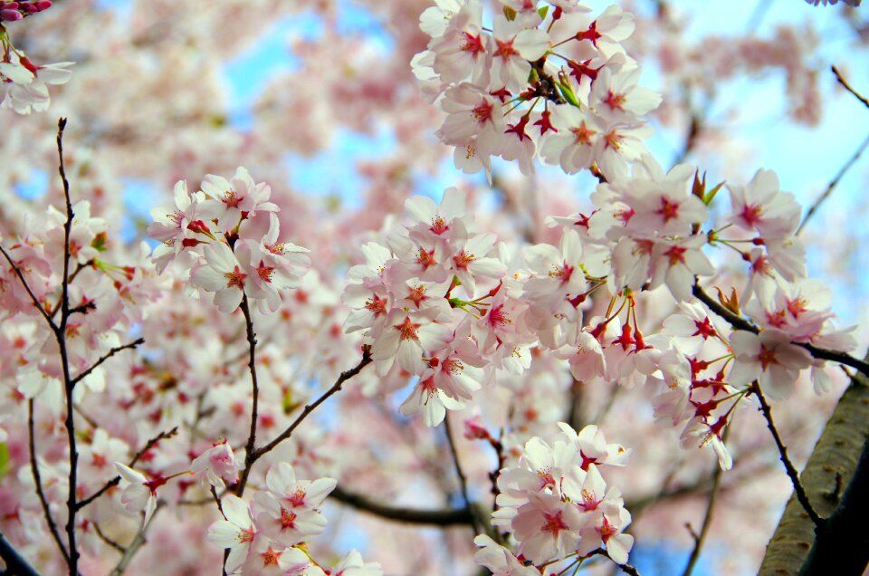 Wood plant cherry blossoms