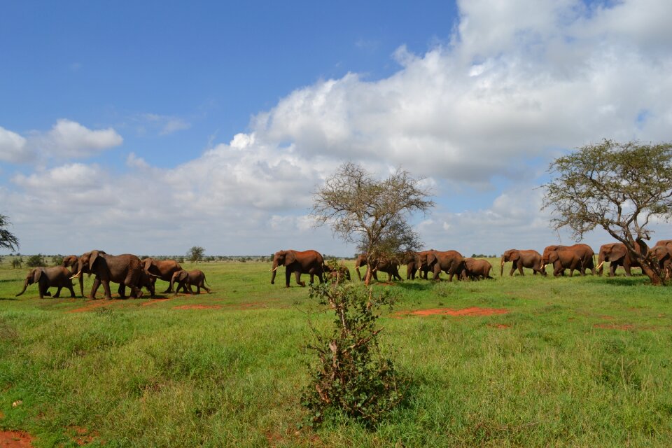 Safari africa masai