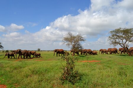 Safari africa masai