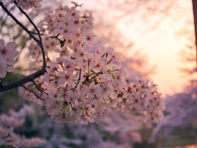 Spring flowering tree