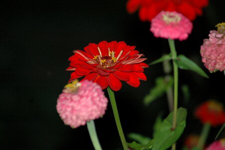 Night yard red