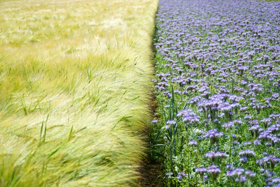 Purple field cereals