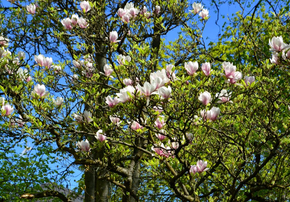 Spring awakening nature flowers