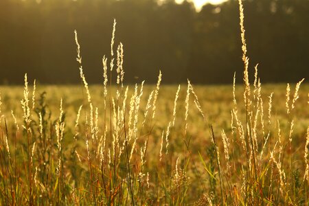 Grass plant edge of field photo