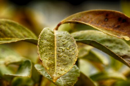 Plant rain drops outdoors