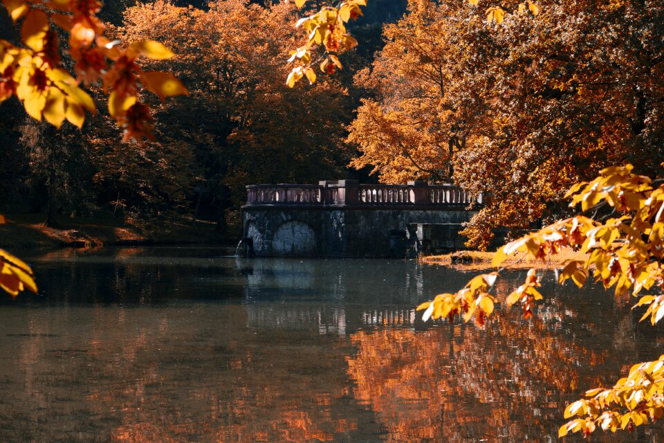 Tree fall foliage fall color
