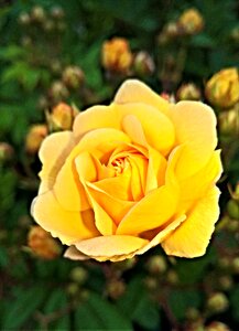 Yellow flowers bright fragrant photo