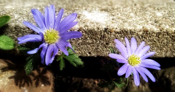 Purple stone flower photo