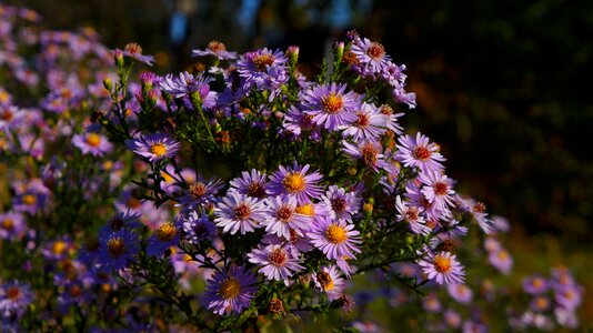 Flourishing astra marcinki