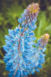 Moscow region nature flower