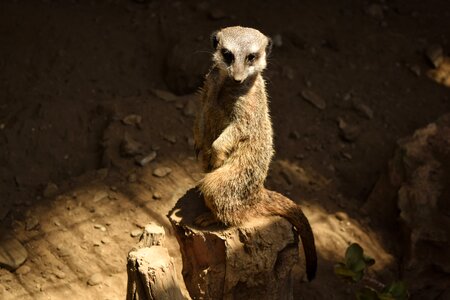 Hairy mammal meerkat