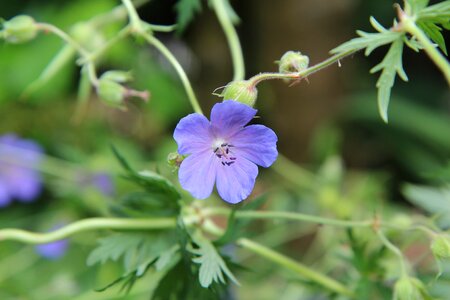 Purple flower wild flowers flowering