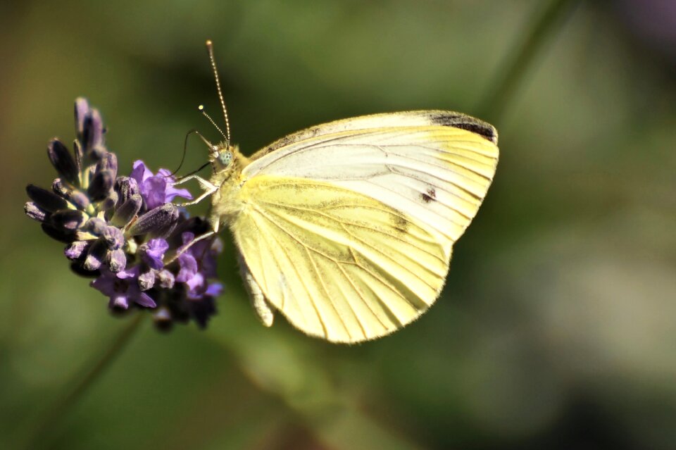 Lavender insect close up