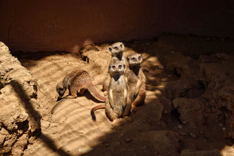 Rodent mammal meerkat