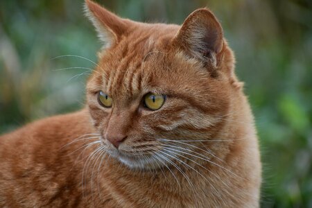 Cat tiger pattern saury photo