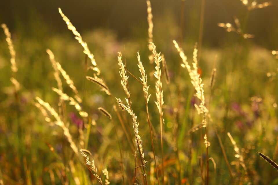 Ear grass panicle