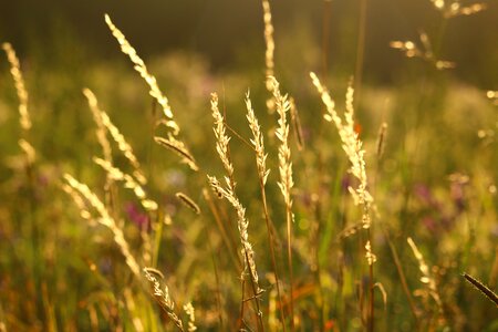 Ear grass panicle photo