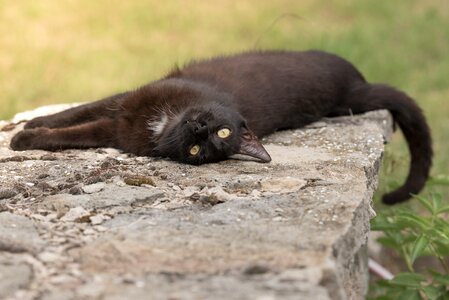 Animal feline cute