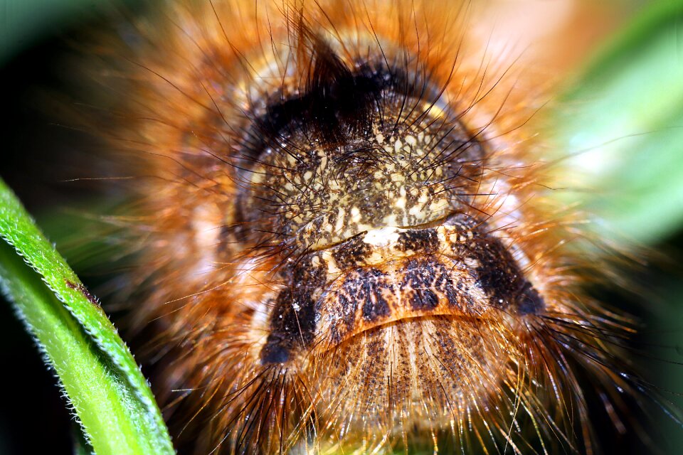 Macro nature closeup