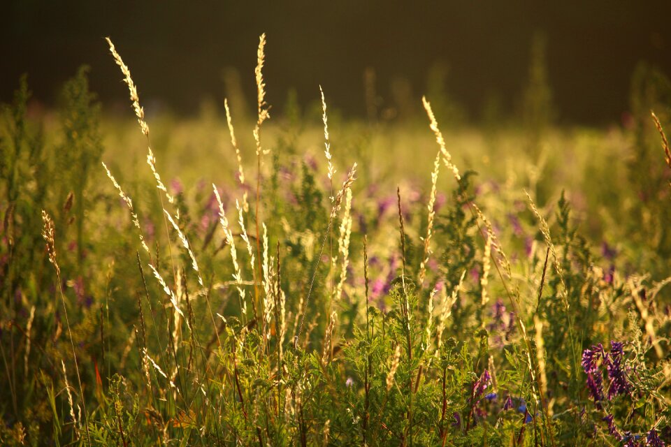 Grass summer nature photo