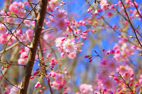 Wood seasonal cherry blossoms photo