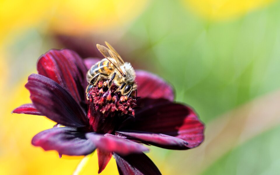 Insect forage macro