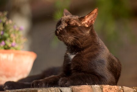 Animal feline cute