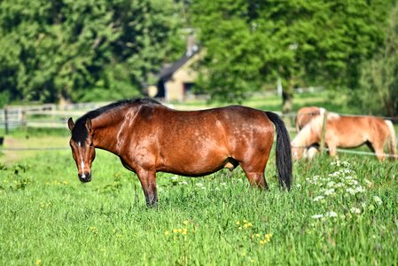 Equine roan domestic