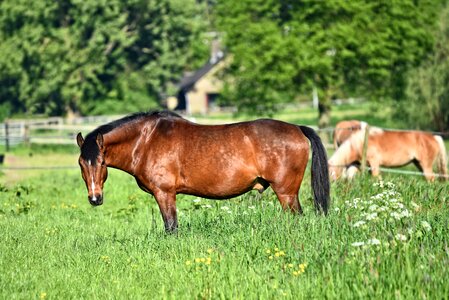 Equine roan domestic photo