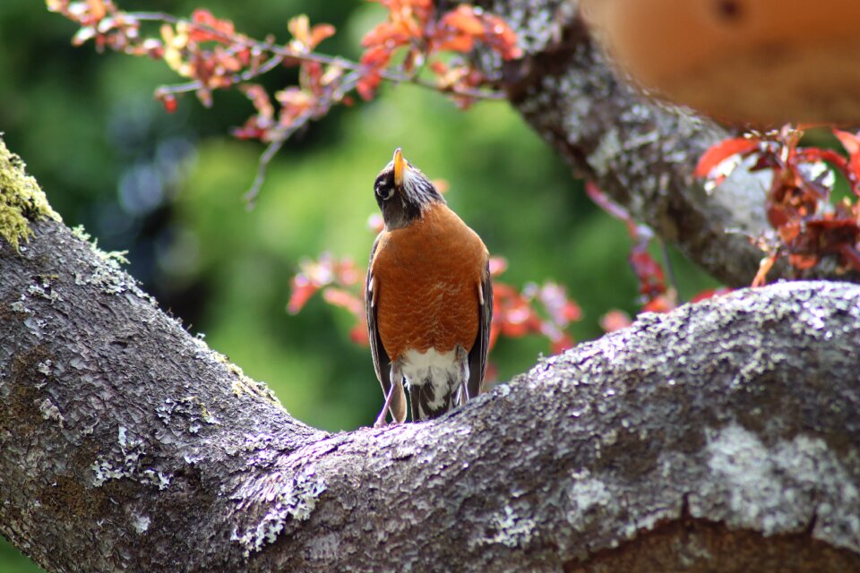 Wildlife cute perched
