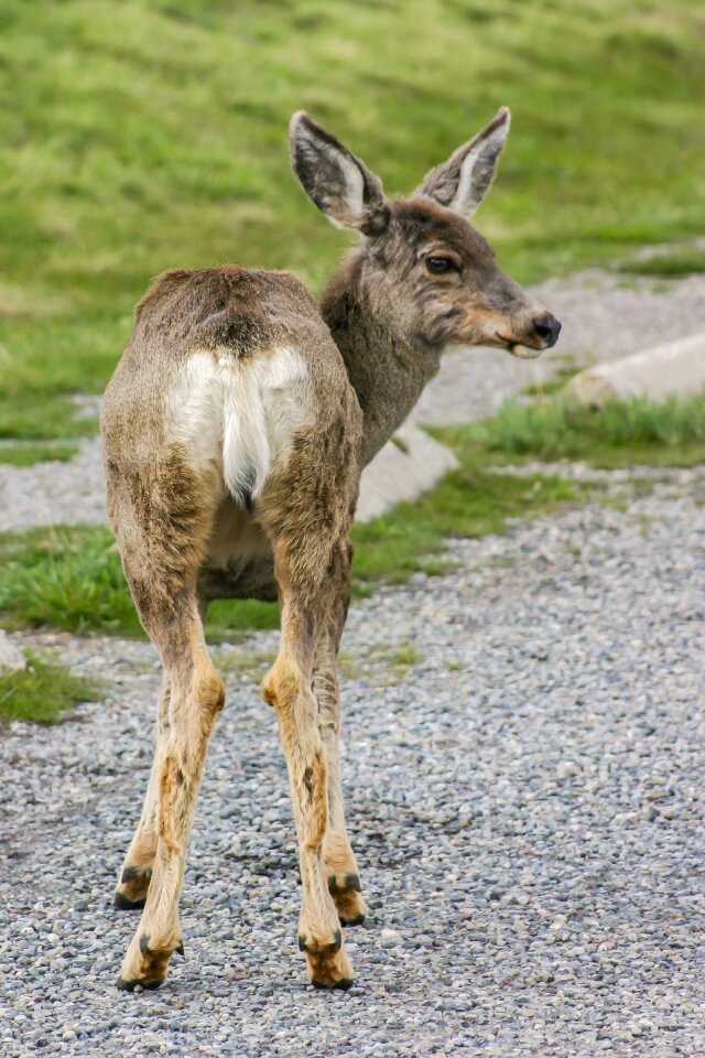 Funny nature animal world