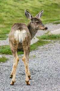 Funny nature animal world
