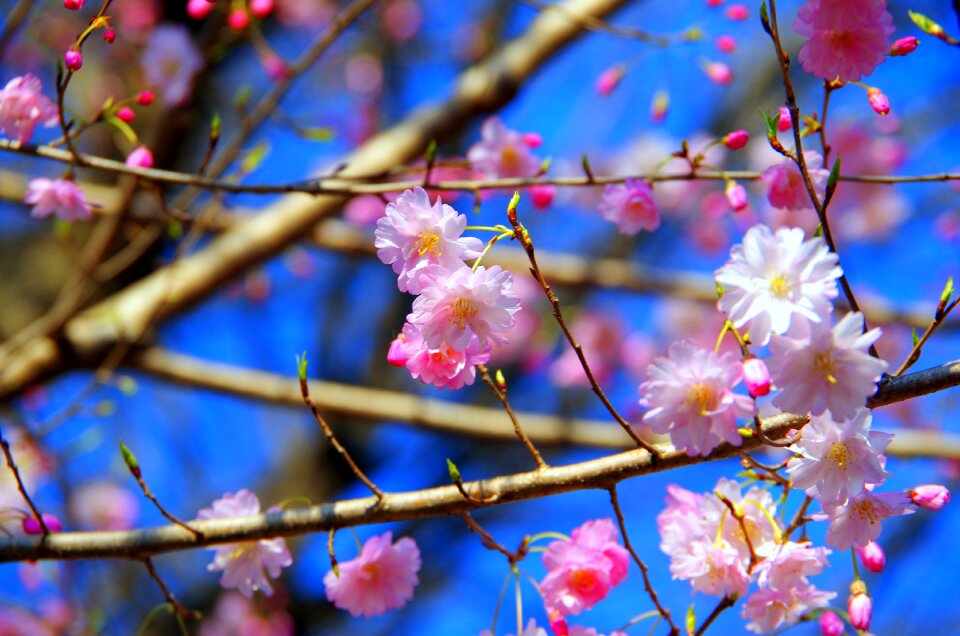 Wood natural cherry blossoms