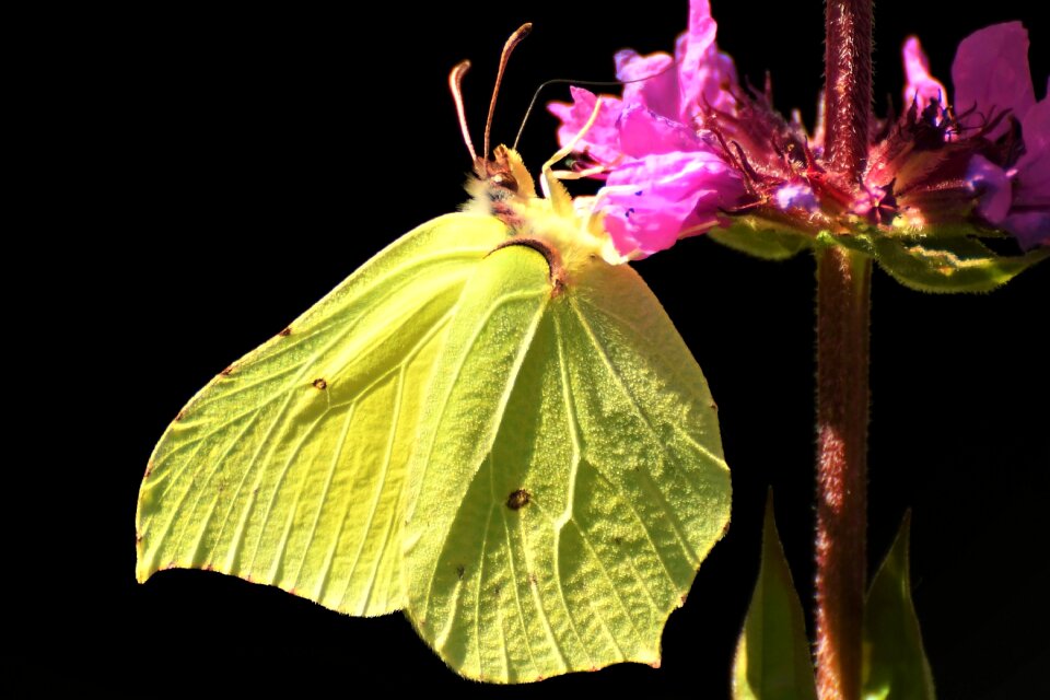 Close up insect butterflies