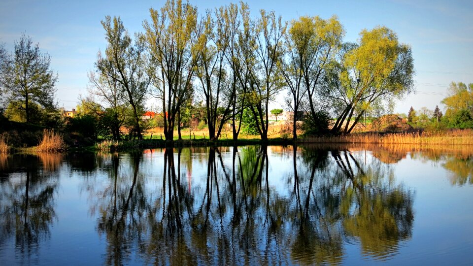 Pond branches nature photo