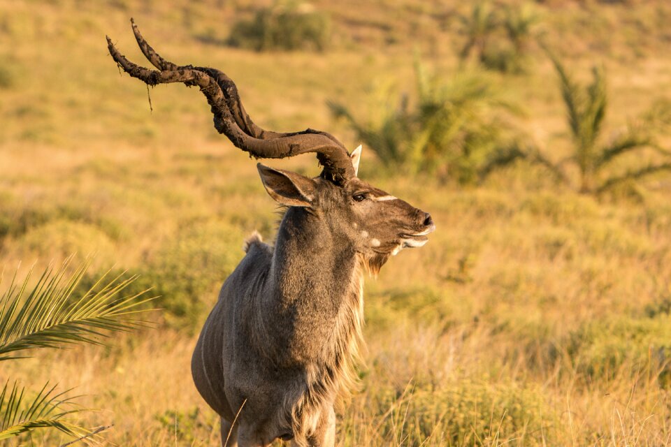 Nature africa safari