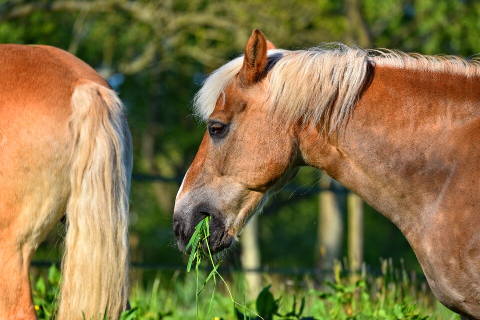 Equine head mane photo