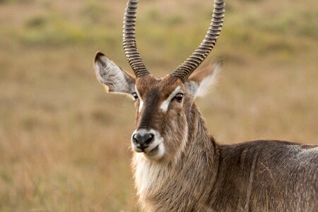 Nature south africa safari