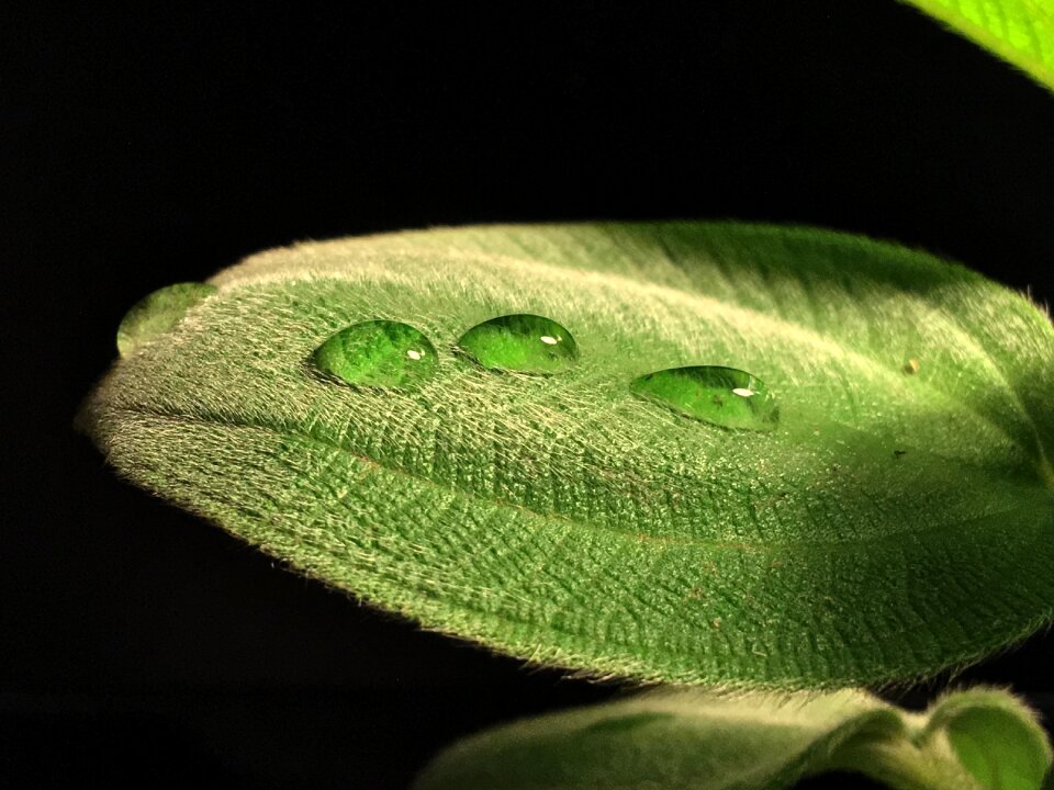 Plant green nature