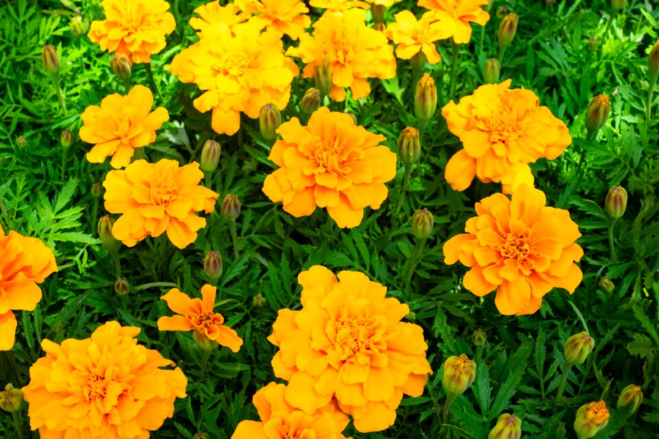 Garden plant petals