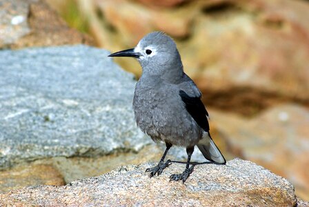 Nutcracker nature colorado