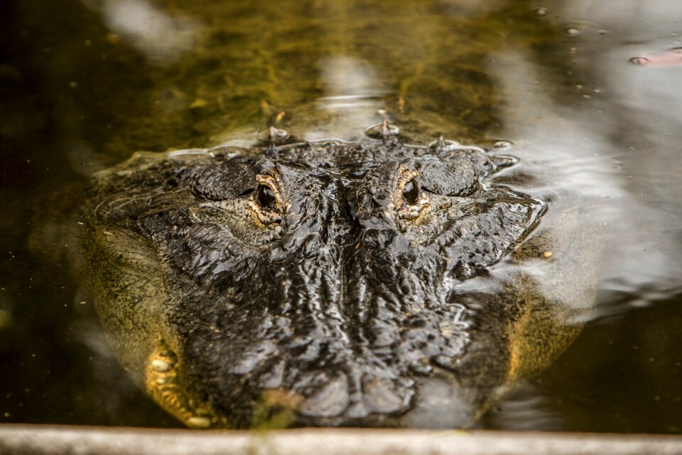 Predator dangerous crocodile