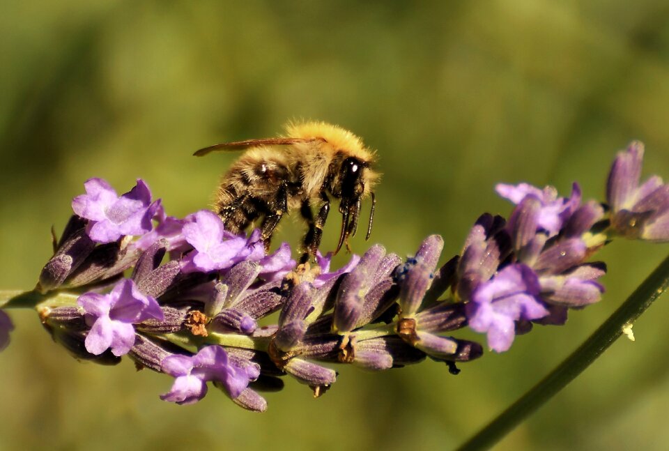 Flower insect close up