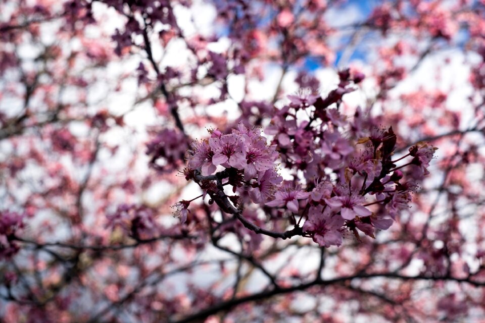 Flowers pink flowering