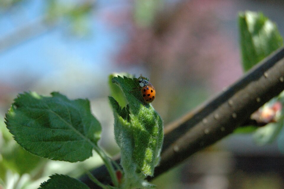 Close up insect tree