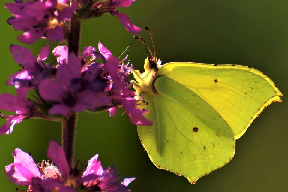 Meadow butterfly blossom