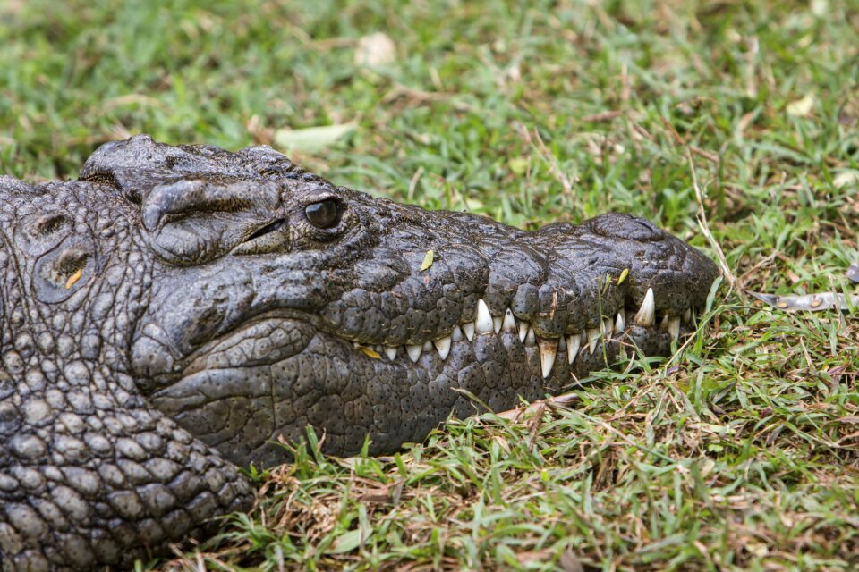 Predator dangerous crocodile
