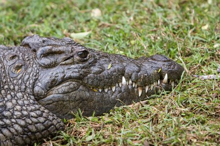 Predator dangerous crocodile photo